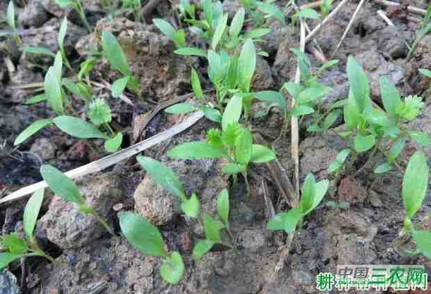 香菜有除草剂吗(香菜除草使用什么除草剂)